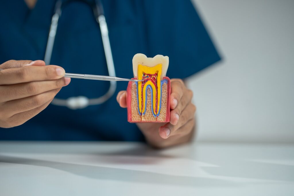 dentists writes reports of working with tooth models and analyzing dental treatments